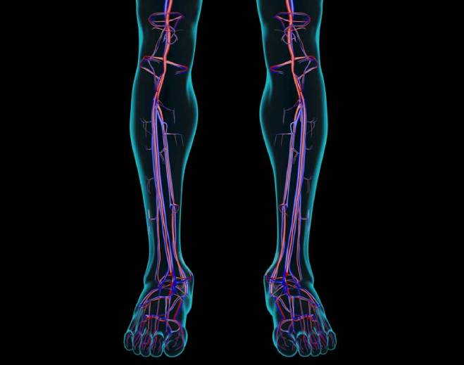 Diagram showing arteries and veins in legs