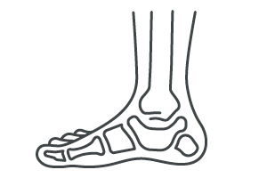 Ilustración anatómica de articulación del tobillo