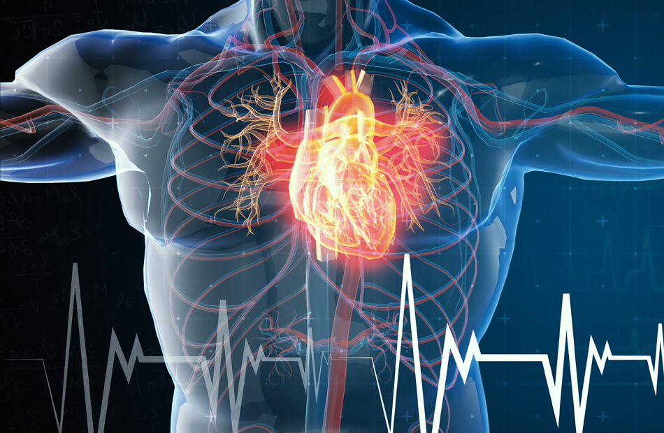 Digital illustration of a human heart